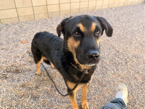 Photo of Rocky, adoptable German Shepherd Dog in Mesa, Arizona