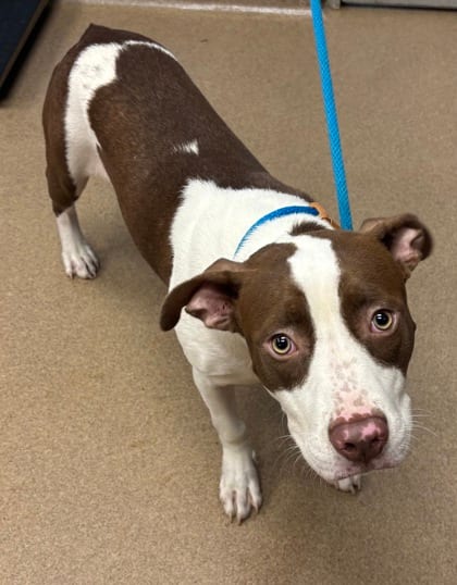 Photo of Parsley, adoptable dog in Chamblee, Georgia