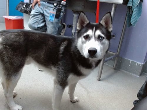 Photo of Sol, adoptable Husky in Albuquerque, New Mexico