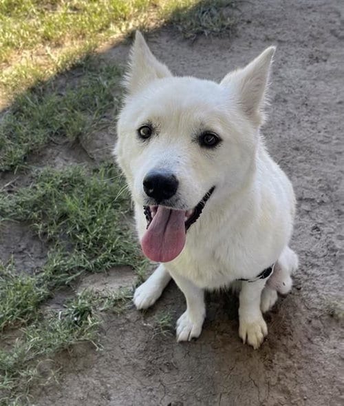 Photo of Snow White, adoptable Husky in Riverside, California