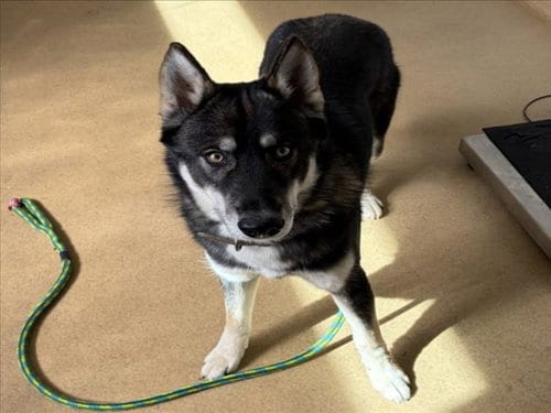 Photo of Milo, adoptable Siberian Husky in Derwood, Maryland