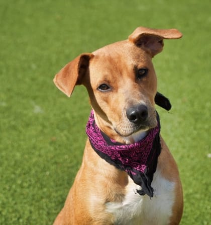 Photo of Roustabout, adoptable Carolina Dog/Mix