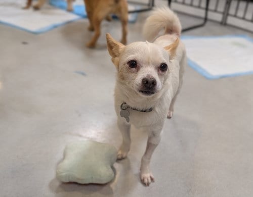 Photo of Sir Lancelot, adoptable Chihuahua in San Diego, California