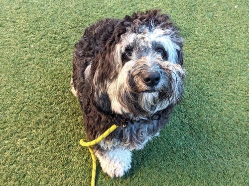 Photo of Bubbles, adoptable Poodle (Miniature) in Phoenix, Arizona