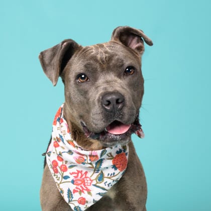 Photo of Rocco, adoptable dog in Atlanta, Georgia