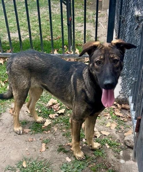 Photo of Strudel, adoptable Belgian Shepherd Malinois in Riverside, California