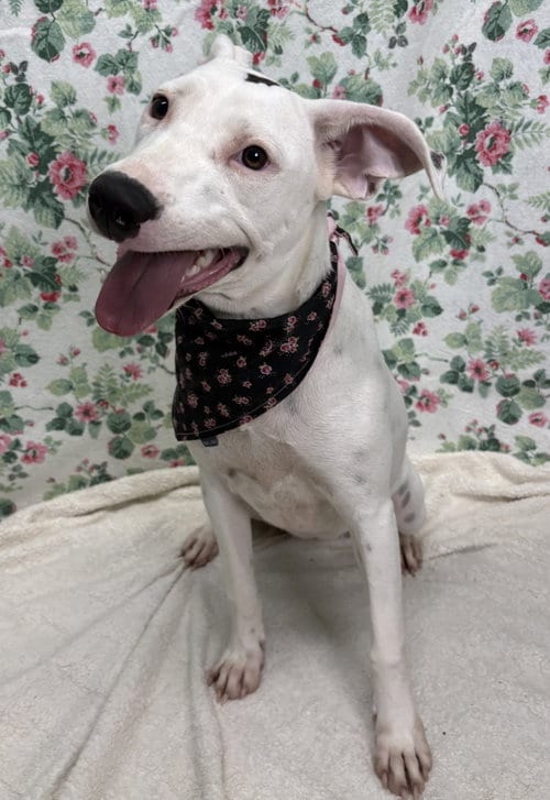 Photo of Ella, adoptable American Pit Bull Terrier in Wetumpka, Alabama