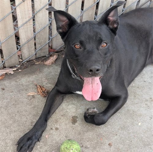 Photo of Buddy, adoptable Labrador Retriever in Alameda, California