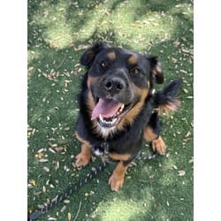 Photo of Harold, adoptable Rottweiler in Chatsworth, California