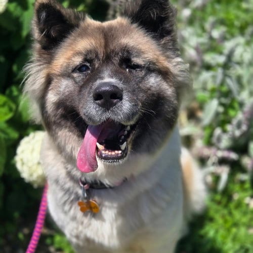 Photo of Inari, adoptable Akita in Normal, Illinois