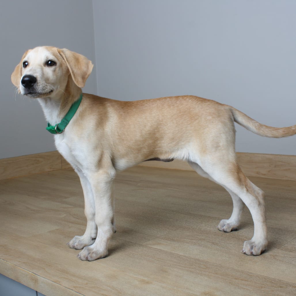 Photo of Dawn D71630, adoptable Retriever, Labrador / Mixed Breed (Medium) in Minnesota, Minnesota