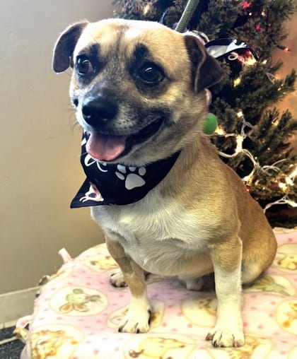 Photo of Munchkin, adoptable Chihuahua, Short Coat/Mix in Bakersfield, California