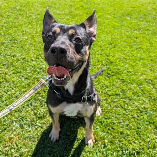 Photo of Bart, adoptable German Shepherd Dog in Alameda, California
