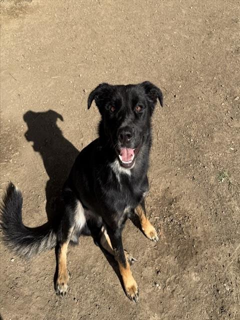 Photo of Micro, adoptable German Shepherd Dog in Riverside, California