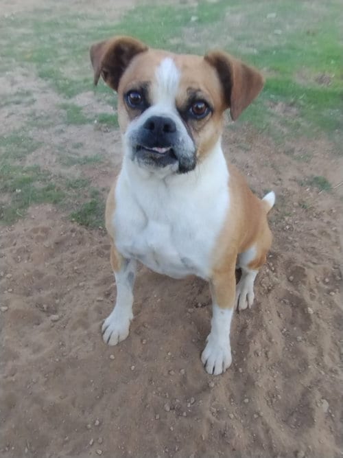 Photo of Gidget, adoptable Beagle in Apple Valley, California