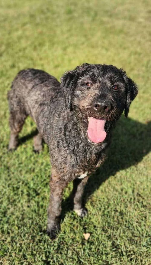 Photo of Caesar, adoptable Poodle (Standard) in Westwood, New Jersey
