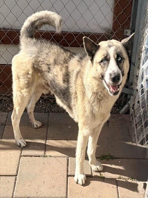 Photo of Diesel, adoptable Siberian Husky in Salinas, California