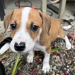 Photo of Cinnamon, adoptable Dalmatian in Vancouver, Washington