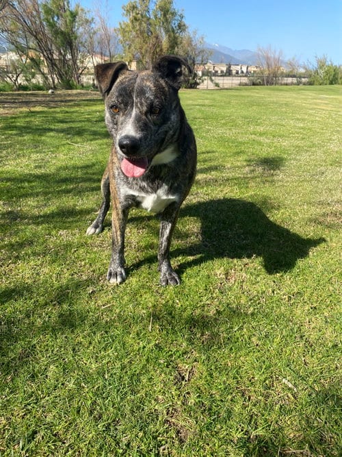 Photo of Eliza, adoptable Pit Bull Terrier in La Verne, California