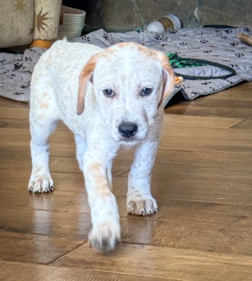 Photo of Emma’s Firefly, adoptable Cattle Dog in San Diego, California