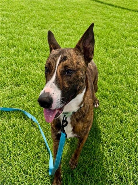 Photo of Chili, adoptable Dutch Shepherd in Ocala, Florida
