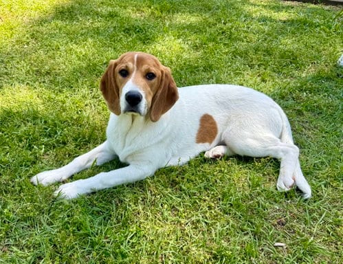 Photo of Dottie, adoptable Beagle in Texarkana, Texas
