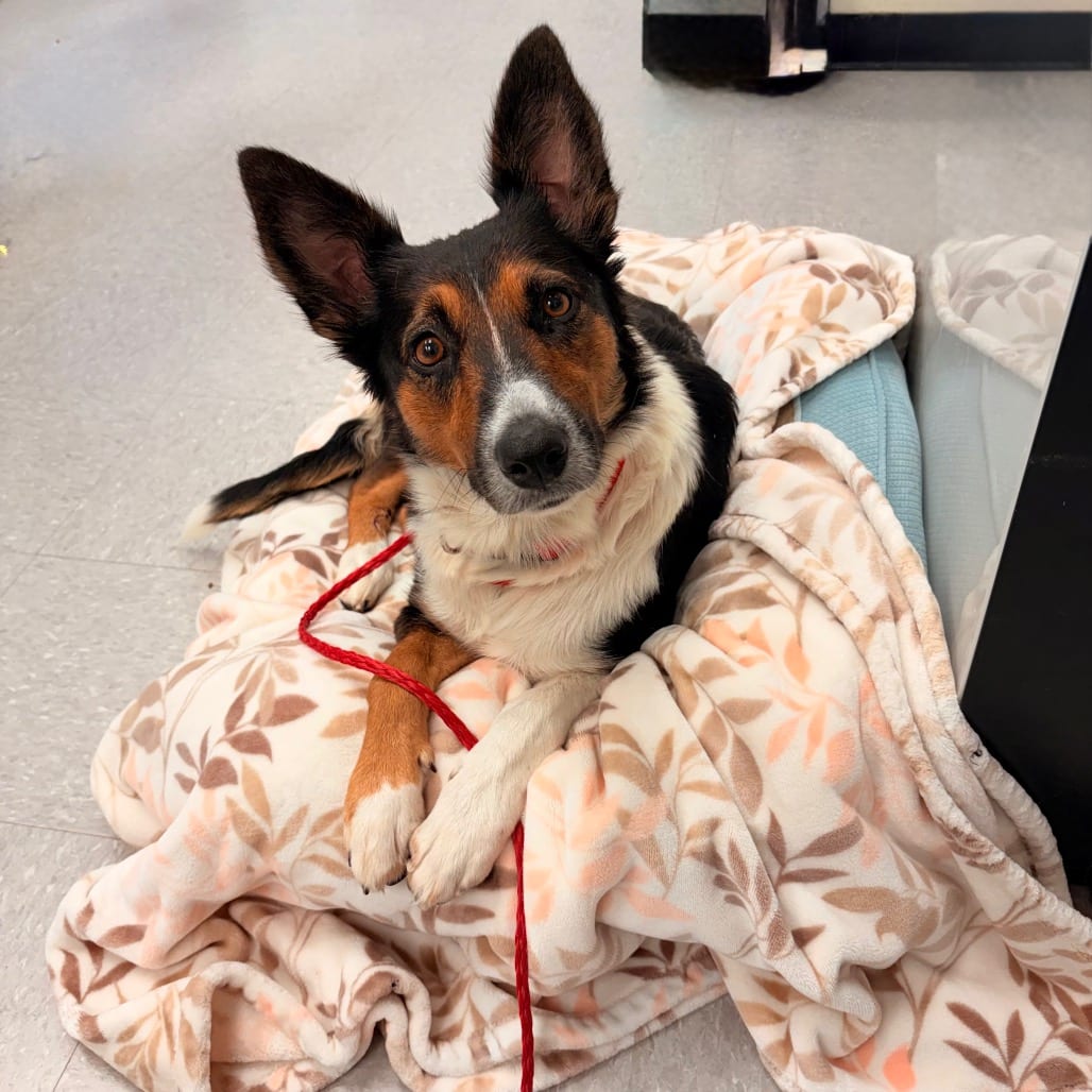 Photo of Mavis 26-09-137, adoptable Collie, Border in Bastrop, Texas