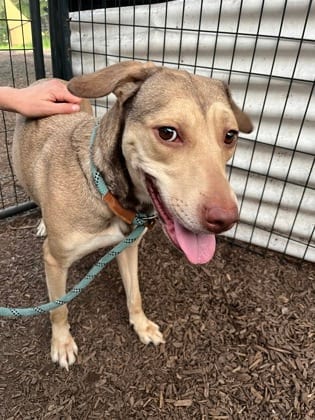 Photo of Mizuna, adoptable dog in Chamblee, Georgia