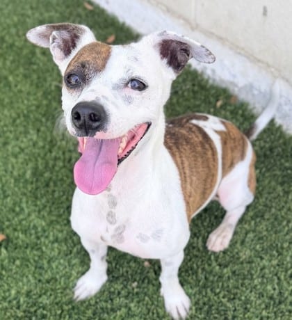 Photo of Avery, adoptable Chihuahua, Short Coat/Mix in Bakersfield, California