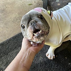 Photo of Too too, adoptable French Bulldog in Liberty, South Carolina