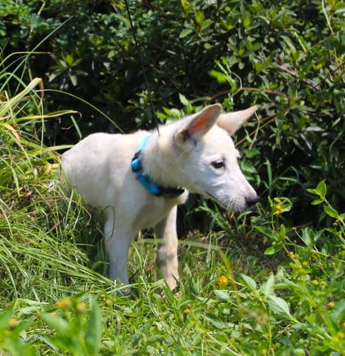 Photo of Fala-12/16weeks Neuter Contract Required $425, adoptable German Shepherd Dog in Holly Hill, South Carolina