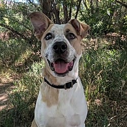 Photo of Hop, adoptable Australian Cattle Dog in Littleton, Colorado
