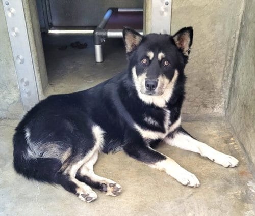 Photo of Balto, adoptable Husky in Los Angeles, California