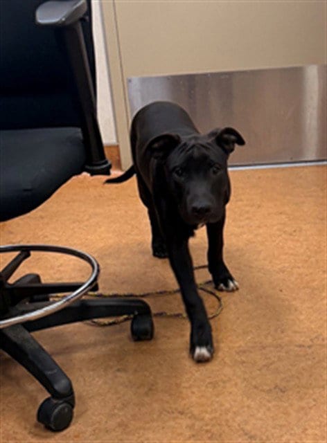 Photo of Riddler, adoptable Pit Bull Terrier in Sacramento, California
