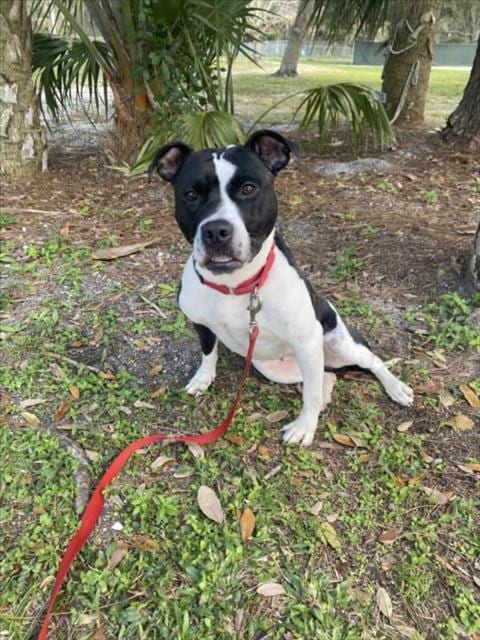 Photo of Shea, adoptable Pit Bull Terrier in Vero Beach, Florida