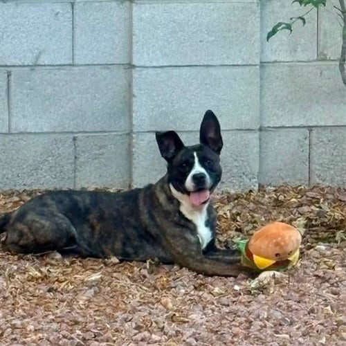 Photo of Daisy, adoptable Pit Bull Terrier in Las Vegas, Nevada
