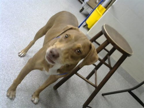 Photo of Charlee, adoptable Labrador Retriever in Pasadena, Texas