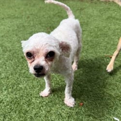 Photo of Dorian 7000, adoptable Poodle (Toy or Tea Cup) in Loxahatchee, Florida