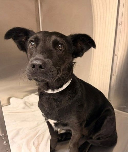 Photo of Pixie, adoptable Unknown breed in Rancho Santa Fe, California