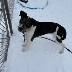 Photo of Liberty, adoptable Australian Shepherd in Syracuse, New York