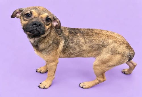 Photo of Daryl, adoptable Pug in HESPERIA, California