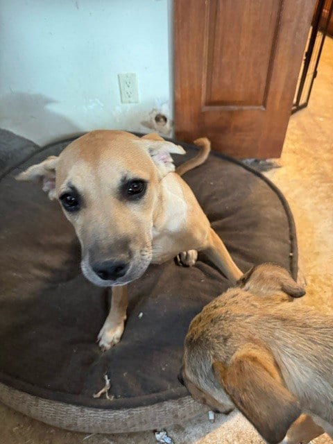 Photo of Linda, adoptable American Pit Bull Terrier in Albuquerque, New Mexico