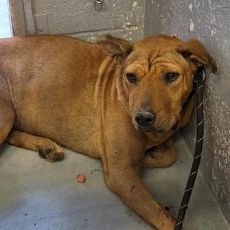 Photo of Delilah, adoptable Terrier, American Pit Bull / Shepherd in Kanab, Utah