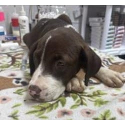 Photo of Arlo, adoptable Mixed Breed (Medium) in New Castle, Delaware