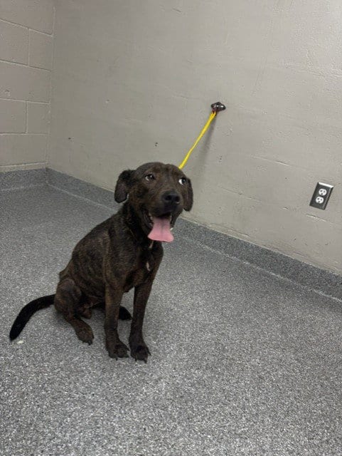Photo of A187981, adoptable Labrador Retriever in Pasadena, Texas