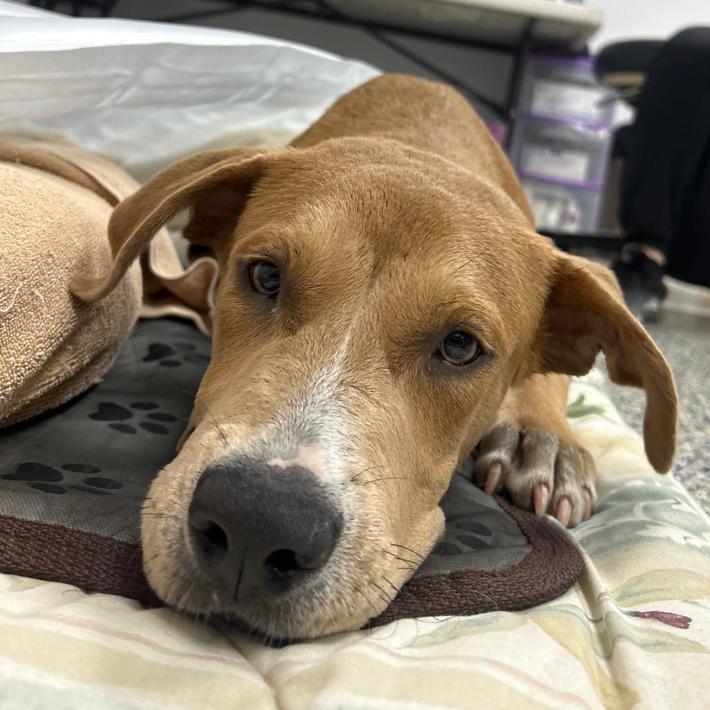 Photo of Dew, adoptable Black Mouth Cur / Mixed Breed (Medium) in Gainesville, Florida