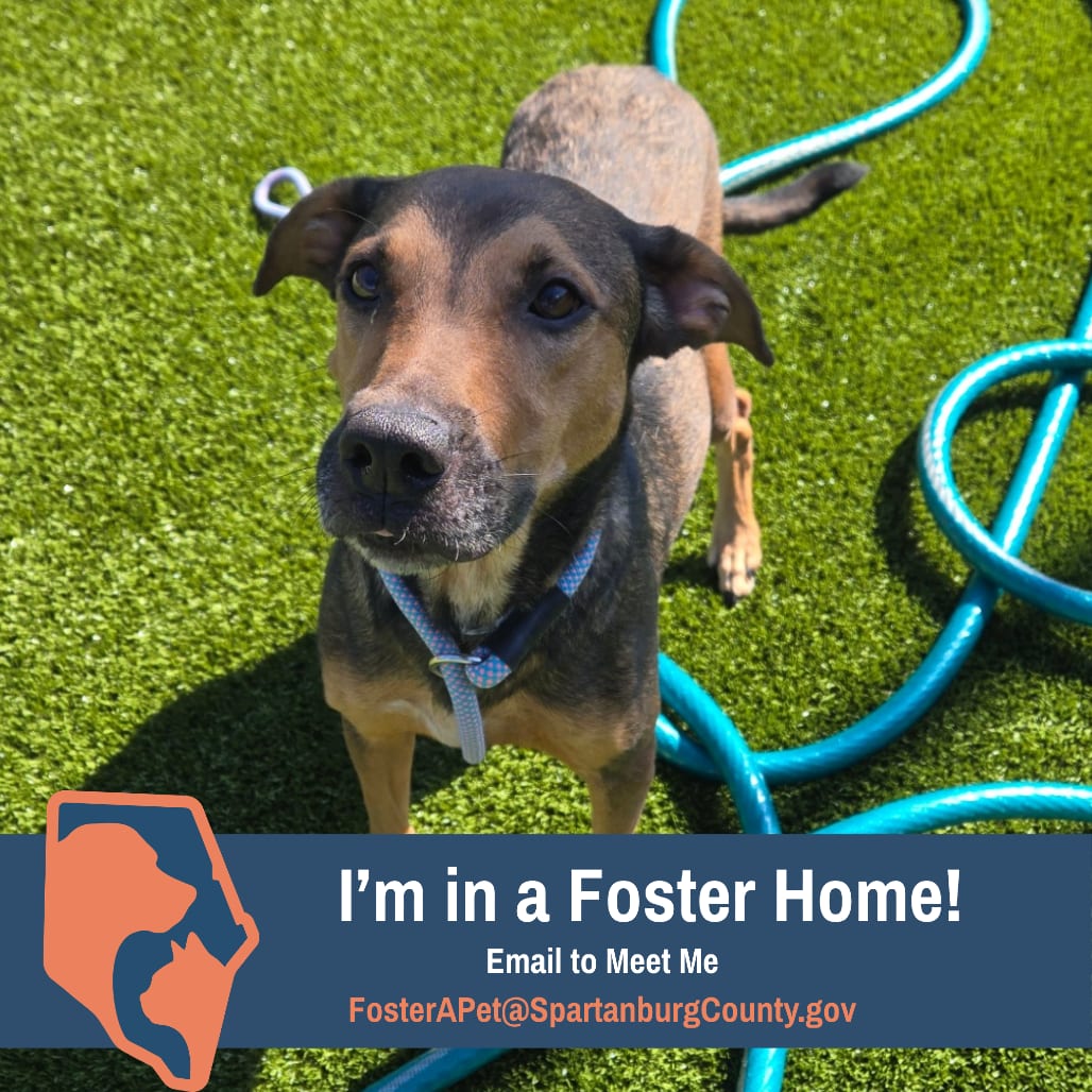 Photo of Maggie, adoptable Hound in Spartanburg, South Carolina
