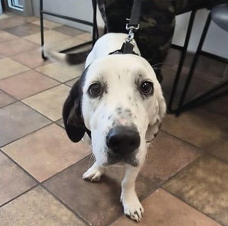 Photo of Milo, adoptable Basset Hound in Fort Collins, Colorado