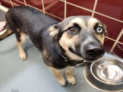 Photo of Gemma, adoptable German Shepherd Dog in Houston, Texas