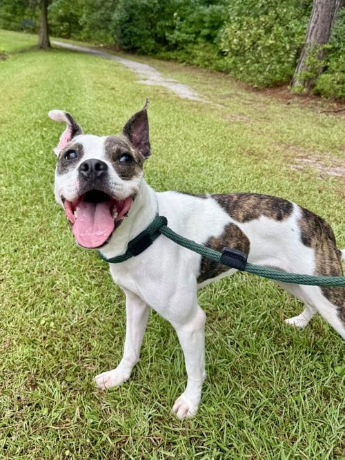 Photo of Shenzi, adoptable Boston Terrier in Hilton Head, South Carolina